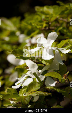 Magnolia x loebneri 'Merrill' en fleurs Banque D'Images