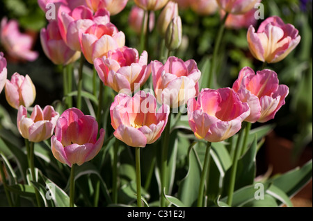 Tulipa 'Nouveau design' en fleurs Banque D'Images