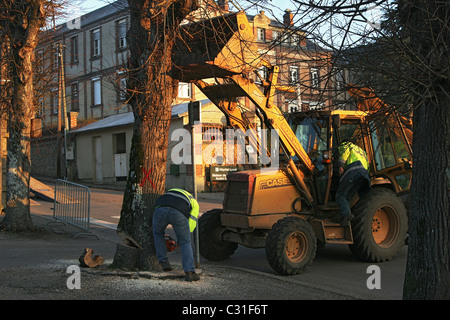 Les travailleurs d'entretien à l'aide d'une rétrocaveuse pour abattre un arbre malade, RUGLES, EURE (27), Haute-Normandie, France, Europe Banque D'Images