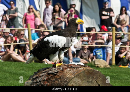 Un aigle à un spectacle d'oiseaux dans le château de Warwick sur le week-end de Pâques en 2011 Banque D'Images