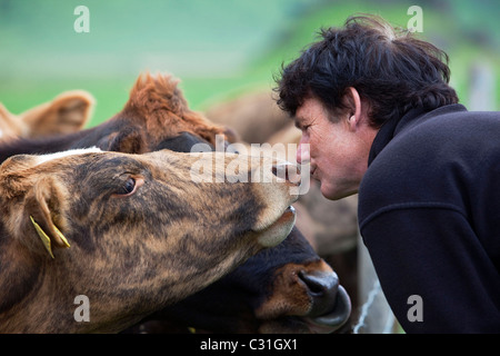 Ses BAISERS ISLANDAIS ICELANDIC VACHE, CÔTE SUD DE L'Islande, de l'EUROPE Banque D'Images