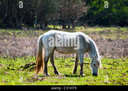 Nouvelle Forêt Pâturage poney Banque D'Images