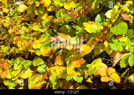 Automne feuilles de hêtre on rural haie à l'automne dans les Cotswolds, Royaume-Uni Banque D'Images