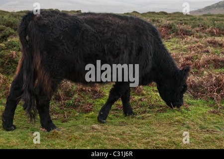 Un taureau noir pâturage sur Dartmoor. Banque D'Images