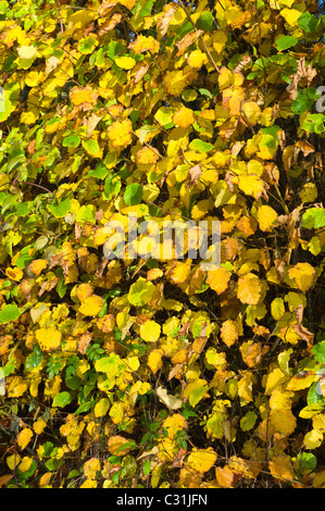 Hazel quitte auburn au cours de l'automne dans les Cotswolds, Royaume-Uni Banque D'Images