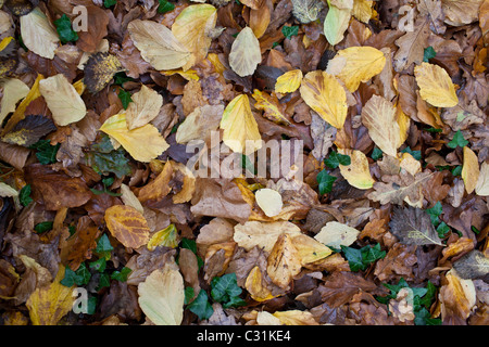 Couleurs d'automne les feuilles de chêne, lierre et ironwood Perse (Parrotia persica) sur le sol de la forêt au cours de l'automne dans les Cotswolds, Royaume-Uni Banque D'Images