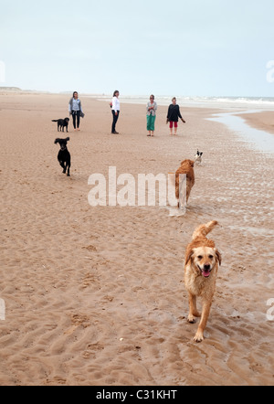 Une famille promènent leurs chiens chien sur la plage, Holkham North Norfolk Coast, UK Banque D'Images