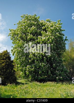 Portrait arbre. Banque D'Images