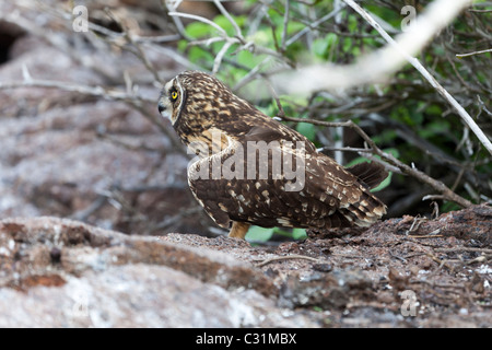 Le hibou des marais, Genovesa Tower Island, îles Galapagos, Equateur, Amérique du Sud Banque D'Images