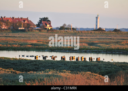 Des leurres EN BOIS SUR UN ÉTANG DE CHASSE, LE HOURDEL, Baie de Somme, Somme (80), FRANCE Banque D'Images