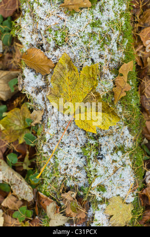 Sycomore, chêne et hêtre feuilles sur le sol glacial, les Cotswolds, Royaume-Uni