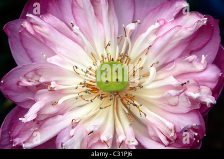 Fleur de Lotus sacré (Nelumbo nucifera), la Thaïlande, l'ASIE Banque D'Images