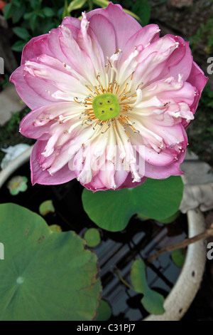 Fleur de Lotus sacré (Nelumbo nucifera), la Thaïlande, l'ASIE Banque D'Images