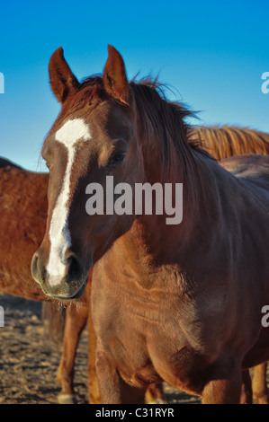 Close up portrait of horse Banque D'Images