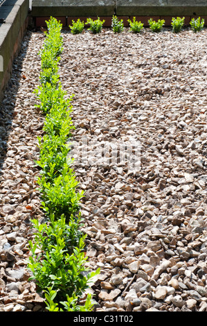 Les jeunes plantes de couverture fort nouvellement plantés en rangées sur chemin de gravier Banque D'Images