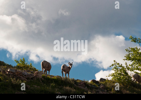 Le mouflon des montagnes, l'hôtel de nombreux glaciers, Glacier National Park, Montana. Banque D'Images