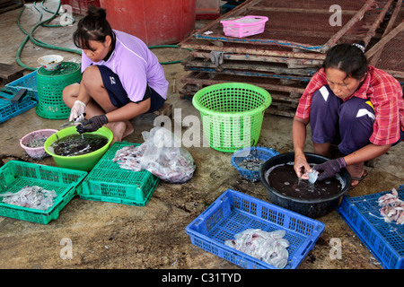 Préparer et nettoyer les calmars, village de pêcheurs près de BANG SAPHAN, Thailande, ASIE Banque D'Images