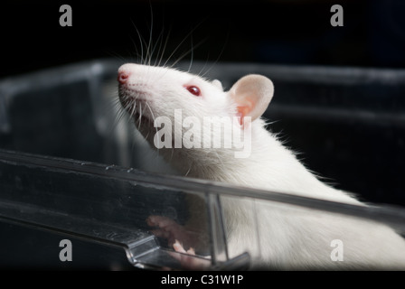 Blanc (albinos) rat de laboratoire à l'acrylique et de l'escalade hors de la cage d'oeil Banque D'Images