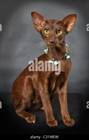 ELOVELY ET SON COLLIER, l'ORIENTAL SHORTHAIR CAT Banque D'Images