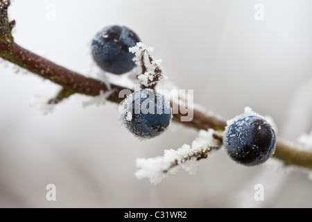 Scène d'hiver givre sur la prunelle de baies dans les Cotswolds, Royaume-Uni Banque D'Images