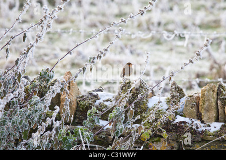 Mur de pierres sèches Robin sur scène en hiver givre dans les Cotswolds, Royaume-Uni Banque D'Images