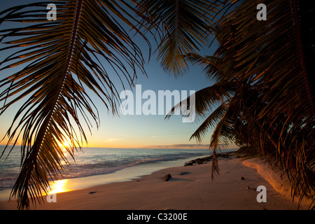 Coucher de soleil sur l'Océan Indien vu à travers les feuilles de palmier, Seychelles Banque D'Images