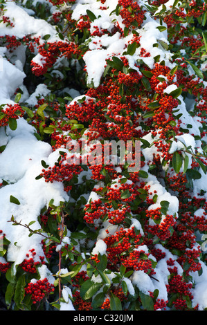 Neige sur evergreen Pyracantha colonne rouge multi bush en temps de neige dans le village de Swinbrook, les Cotswolds, Royaume-Uni Banque D'Images