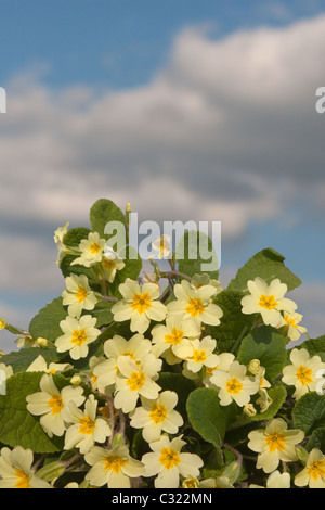 Primevères Primula vulgaris poussant dans Norfolk lane Banque D'Images