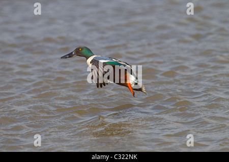 Canard souchet Anas clypeata drake en vol au dessus des marais Banque D'Images