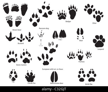 Plus grande collection de sentiers d'animaux et d'oiseaux avec titre Banque D'Images