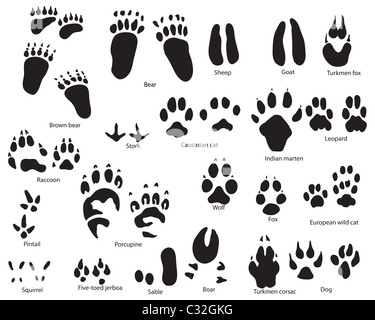 Plus grande collection de sentiers d'animaux et d'oiseaux avec titre Banque D'Images