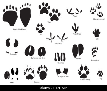 Plus grande collection de sentiers d'animaux et d'oiseaux avec titre Banque D'Images