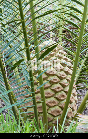 Cycad Encephalartos lebomboensis Lebombo () Kirstenbosch National Botanical Garden Cape Town Western Cape Afrique du Sud Banque D'Images