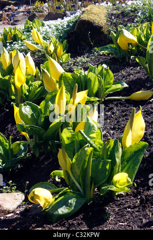 LYSICHITON AMERICANUS. Choux. Banque D'Images