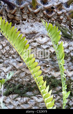 Liège Cycad Encephalartos altensteinii (usine) vulnérables Kirstenbosch National Botanical Garden Cape Town Western Cape Banque D'Images