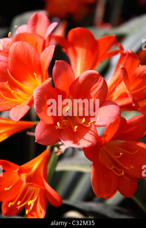 CLIVIA MINIATA STRIATA. NATAL LILY. BUSH LILY Banque D'Images