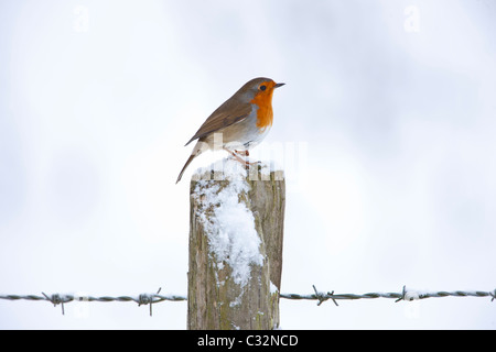 Robin sur le post de barbelés par snowy hillside dans les Cotswolds, Royaume-Uni Banque D'Images