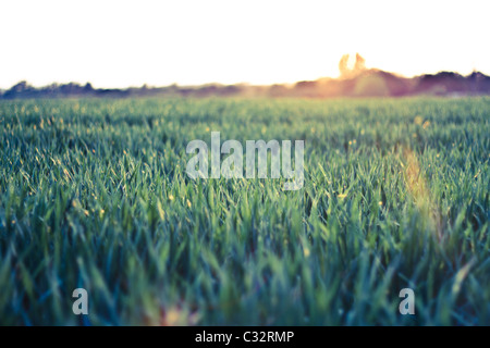 Champ brumeux à Sunshine, UK. La germination de l'herbe de blé. Banque D'Images