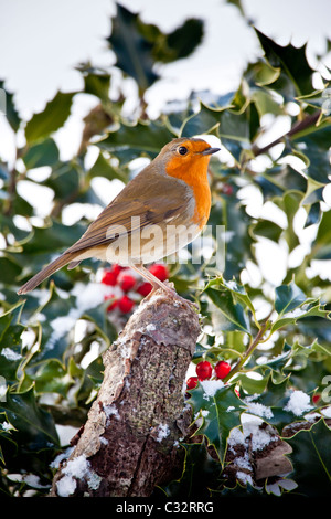 Robin dans la scène d'hiver avec Holly et de saison les fruits rouges, les Cotswolds, Royaume-Uni Banque D'Images