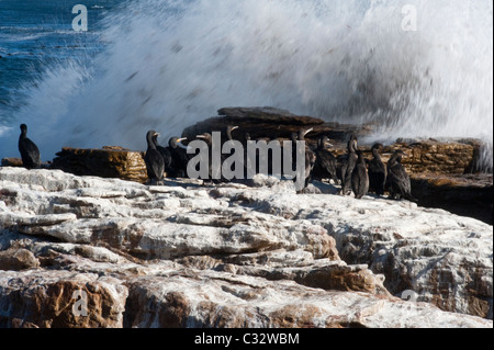 Cape Cormorant (Phalacrocorax capensis) adultes, groupe de rock côtières, avec les embruns, False Bay, péninsule du Cap, Afrique du Sud Banque D'Images