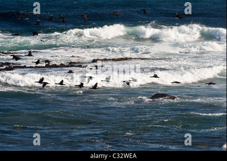 Cape Cormorant (Phalacrocorax capensis) groupe flying se percher dans la soirée, False Bay, péninsule du Cap, Afrique du Sud Banque D'Images