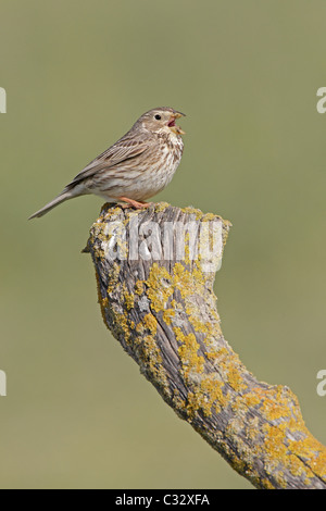 Bruant Proyer chanter par poteau de clôture rustique Banque D'Images