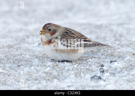 Bruant des neiges dans la neige en hiver en Islande Banque D'Images