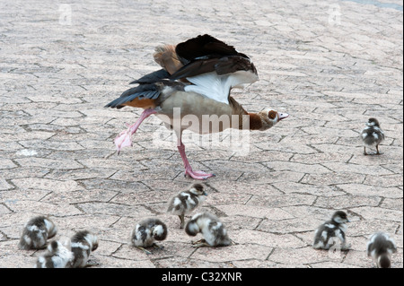 Egyptian goose (Alopochen aegyptiaca) femelle avec étirement oisons nouvellement éclos Kirstenbosch National Botanical Garden Cape Banque D'Images