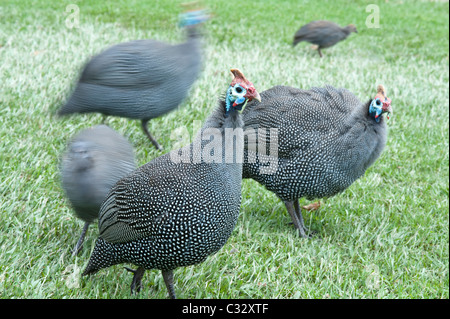 Pintade de Numidie (Numida meleagris) groupe dans Kirstenbosch National Botanical Garden Cape Town Western Cape Afrique du Sud Banque D'Images