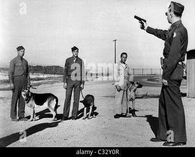 Les chiens de guerre en vertu de la formation. USA WW11. Un officier tire un pistolet automatique colt à familiariser les canines avec le bruit des tirs. Banque D'Images