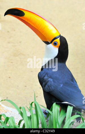 Profil de Toucan (Ramphastos toco) avec les feuilles au premier plan Banque D'Images