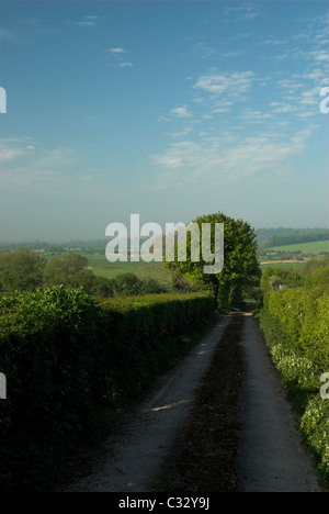 Regardant vers le bas une route de campagne au début du matin dans la région de West Sussex. Banque D'Images