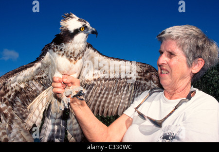 Un blessé Osprey étend ses ailes tout en étant détenus par un volontaire dans un refuge d'oiseaux sauvages dans la région de Tavernier, Florida, USA. Banque D'Images