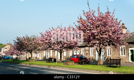 Fleur de printemps sur les arbres dans la rue principale de Thornton le Dale village Banque D'Images